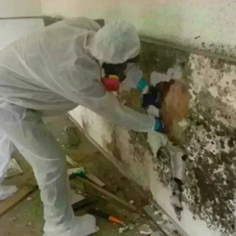 Mold Remediation and Removal in Paw Paw, MI